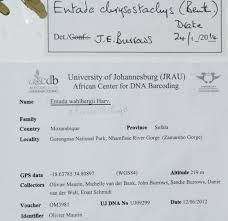 Image result for Entada chrysostachys