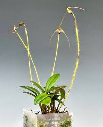 Image result for Periglossum