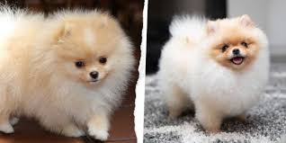 Pomeranian Boo Cinsi Kopek Bakimi Ve Ozellikleri