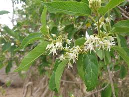 Image result for Marsdenia schimperi