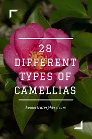 28 Different Types Of Camellias Camellia Flower Camellia Beautiful Flowers Garden