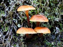 Image result for Xerophyta wentzeliana