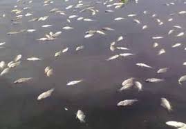 Ikan ini terkenal sebagai ikan tawar yang sangat agresif dan mirip dengan vampir. Banyak Ikan Mati Diduga Terkontaminasi Limbah Tim Dlh Rohil Ambil Sample Air Sungai Rokan