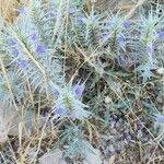 Image result for Blepharis buchneri