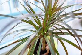 Image result for Dracaenaceae