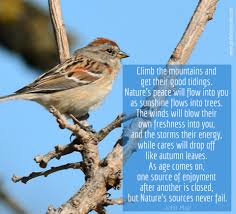 Birds That Start With An S Inspirational Wise Sayings For You To Start Your Day Right With Positivity And Optimism Inspirationa Humming Bird Feeders Nature Glass Hummingbird Feeders