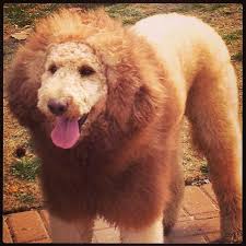 We are not a large breeder or puppy mill. Look It S Little Lion Dog On Virginia Beach Lion Dog Animal Magic Golden Retriever