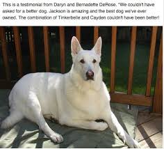 Pin On German Shepherds By Polarbear White Shepherds
