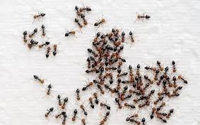 Read general ant extermination prices, tips and get free pest control estimates. Pest Control In Dc Md Va Miche Pest Control