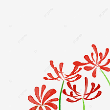 Harga bibit bunga matahari terkini. Gambar Bunga Safflower Safflower Bunga Bunga Bunga Neraka Png Transparan Clipart Dan File Psd Untuk Unduh Gratis