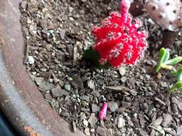 Yes, but it is possible to take off the flowers and glue without damaging the cactus if you're very careful. Is There A Reason Why My Moon Cactus S Flower Bud Fell Off Cactus