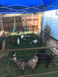 Hire petting zoos in los angeles! Hire Mobile Zoo Of Southern California Animal Entertainment In Los Angeles California