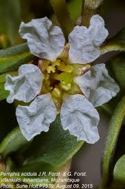 Image result for Pemphis