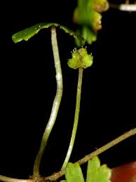 Image result for Hydrocotyle sibthorpioides