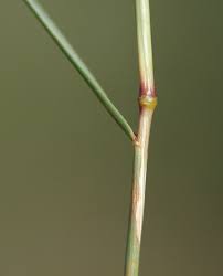 Image result for Sporobolus sanguineus