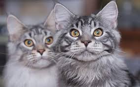 Feel free to browse all our greek cat names and add the ones you want to save for later. Top 29 Awesome Maine Coon Cat Names Ideas Maine Coon Guide