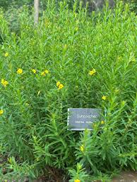 Image result for Heimia