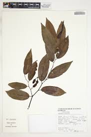 Image result for Monanthotaxis orophila