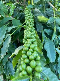 Maybe you would like to learn more about one of these? As Coffee Rust Reaches Hawaii Farmers Prepare For A Devastating Blow Civil Eats