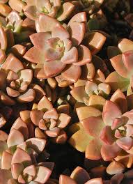 The plants were healthy with big coin leaves. Graptosedum Bronze Succulent You Choose Leaf Rosette Cuttings Pre Wired Rosette Or Rooted Live P Succulents Plants Planting Succulents
