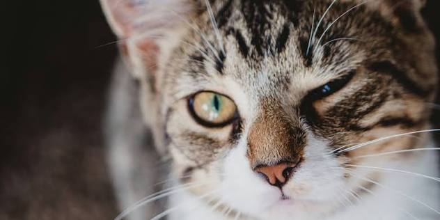 How Can I Treat My Cat's Eye Infection at Home? – Vetericyn