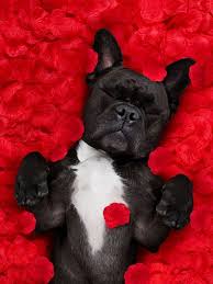Over time i have added pages and updated the farm name from laurel's west highland white terriers to dreamcatcher hill, as our furry family has grown to include our rescued. French Bulldog Puppies Stl Mo The Y Guide