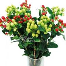 Order hypericum directly from growers. 8 Hypericum Berries Ideas Hypericum Berries Berries Flowers