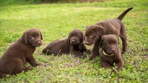 Finally, a type of survival memory is connected to some dogs seem to treat all puppies the same way they treat their own after separation, and some female dogs act as though they don't want. Dog Litter Separation Pet Health Insurance Tips