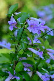 Image result for Bignonia callistegioides