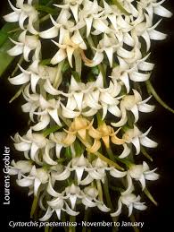 Image result for Cyrtorchis praetermissa