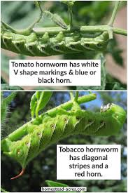 Just take newspaper or cardboard and fold it into an. Tomato Hornworms How To Get Rid Of Tomato Hornworms Homestead Acres