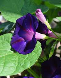 Three Dogs In A Garden Morning Glory Flowers Garden Vines Purple Garden