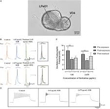 How much does sertraline cost. Frontiers The Antidepressant Sertraline Reduces Synaptic Transmission Efficacy And Synaptogenesis Between Identified Lymnaea Neurons Marine Science