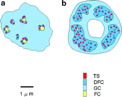 Check spelling or type a new query. The Plant Nucleolus Springerlink
