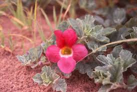Image result for Harpagophytum zeyheri