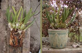 Image result for Eulophia petersii