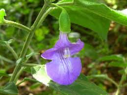 Image result for Tinnea galpinii