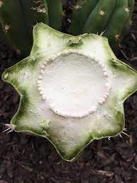 Most cacti require a relatively long hot growing season, so they will need to have at least six months of 70+ degree fahrenheit weather continually in order to thrive. How Do You Make A Cactus Grow Arms In A Specific Direction I Want 4 7 Arms If Possible Cactus