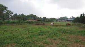 Kandang kuda disebut oge istal atawa gedogan. Foto Kandang Kuda Di De Ranch Picture Of De Ranch Bandung Tripadvisor