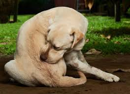Fleas do not have wings but can move between host animals and the environment by jumping. How To Handle Fleas On Your Dog Petmd