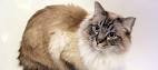 Top 10 Long Haired Cat Breeds And Their Characteristics