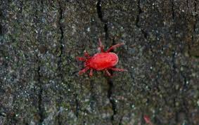 Image result for red mite