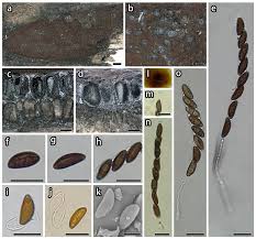 Image result for Hypoxylon multiforme