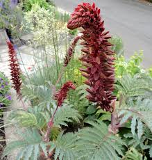 Image result for Melianthus major