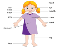 Human body parts for kids pictures body part diagram for kindergarten fresh my body educational. Parts Of The Body Worksheets