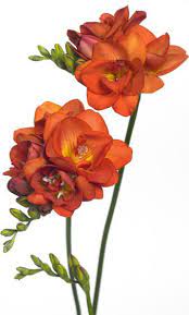 Pin On Freesia
