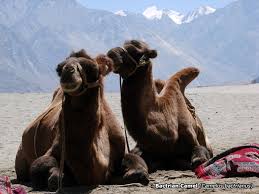 It is closely related to the bactrian camel. Bactrian Camel Animal Data Printer Friendly Page Preproom Org