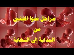 مراحل نمو الجنين خطوة بخطوة وكيف تشعر الام مع كل اسبوع Youtube
