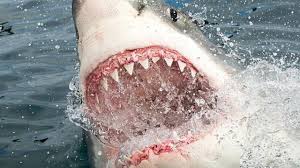 Tiburón me encanta este tiburón. Las Verdaderas Razones Por Las Que Los Tiburones Atacan A Los Humanos Bbc News Mundo