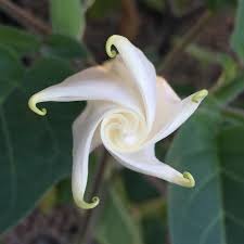 Image result for Datura inoxia